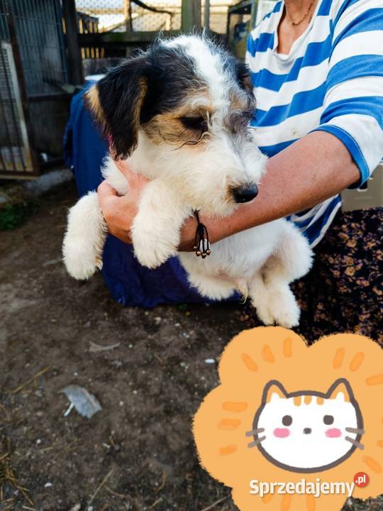 Foksterier szorstkowłosy z rodowodem Nowinka sprzedam