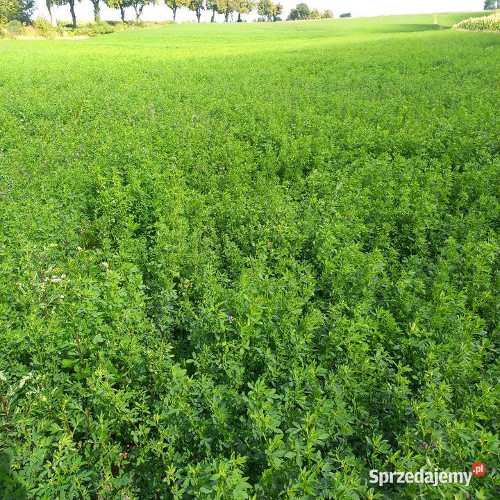 Sianokiszonka z Lucerny Trawy, słoma Wiskitno