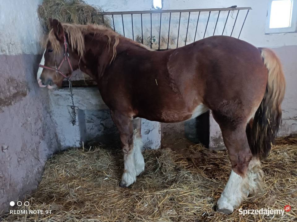 Konie zimnokrwiste Kuczbork-Wieś