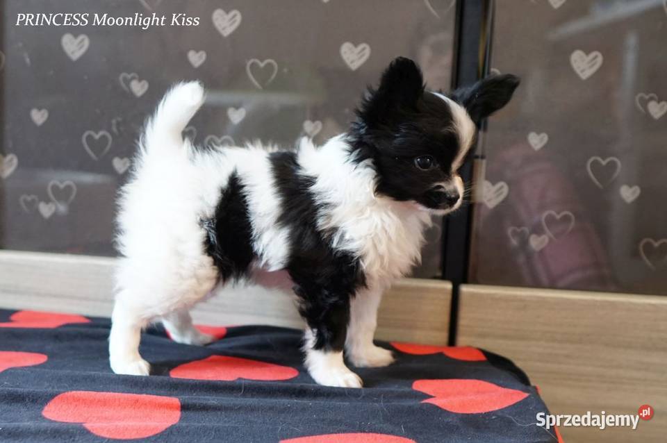 suczka papillon ZKwP FCI spaniel miniaturowy Warszawa sprzedam