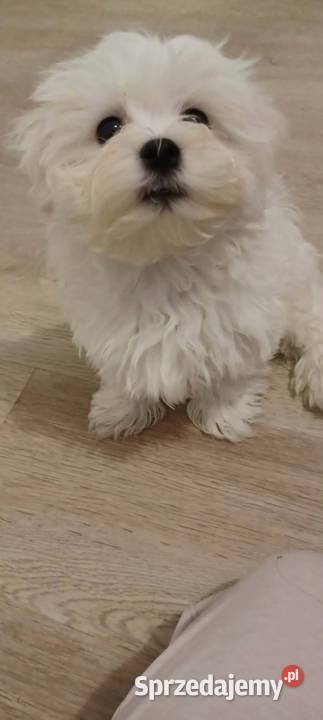 Maltańczyk z rodowodem UCI Zwierzęta Ropczyce sprzedam