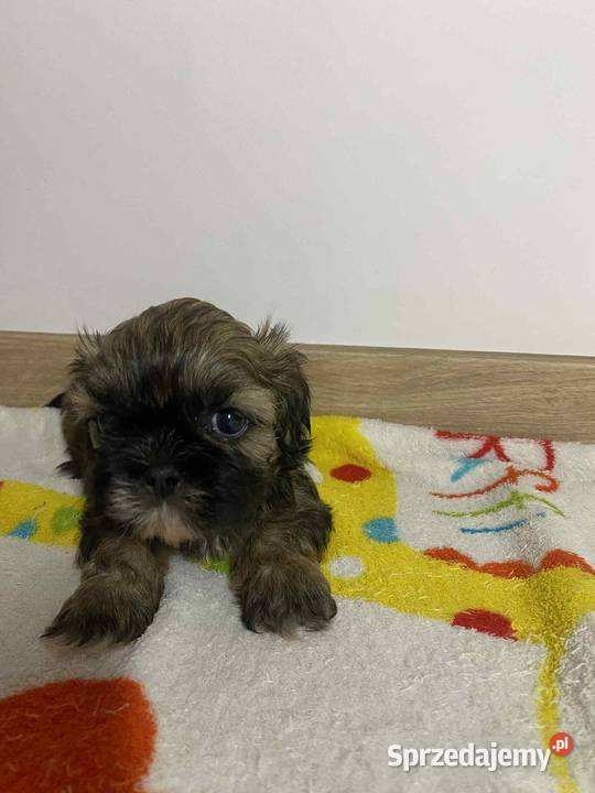 Szczeniaki shihtzu gotowe do odbioru małopolskie