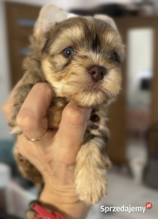 Chocomerle Yorkshire Terrier Myślenice