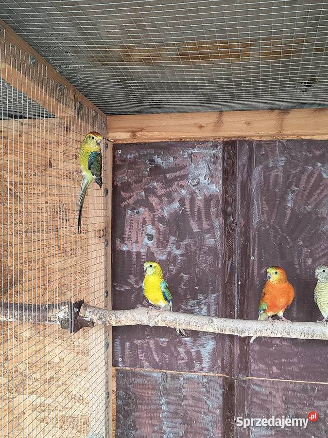 Świergotki seledynowe śląskie Racibórz