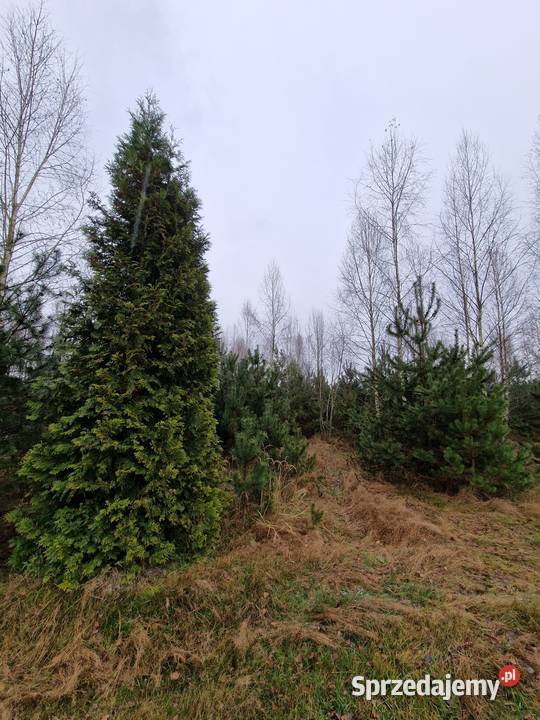 Sprzedam działkę Tyborów