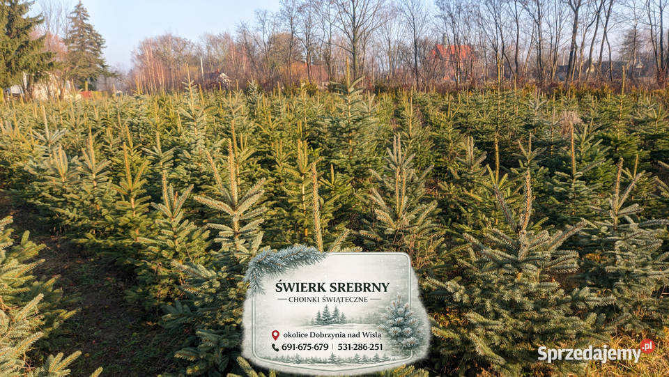 Świerk Srebrny Drzewka Choinki Świąteczne Dobrzyń nad Wisłą