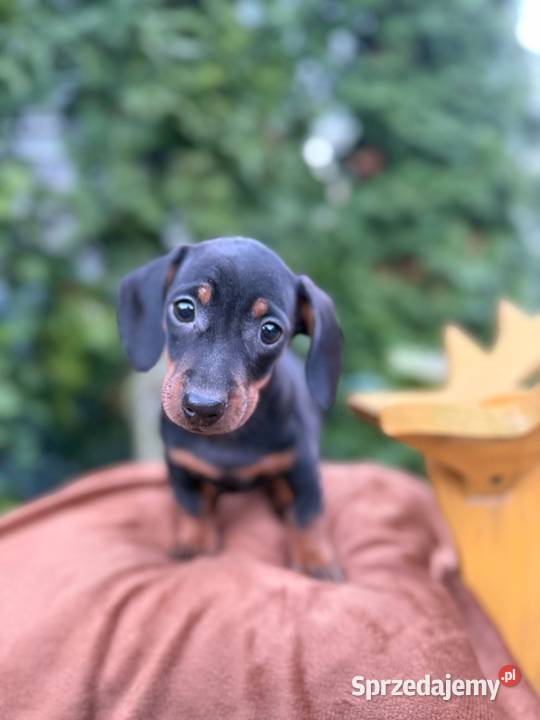 Śliczny piesek jamnik miniaturowy czarny Warszawa