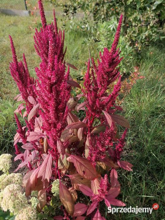 Szarłat prosty amarantusRoślina ogrodowakwiaty łódzkie Łódź