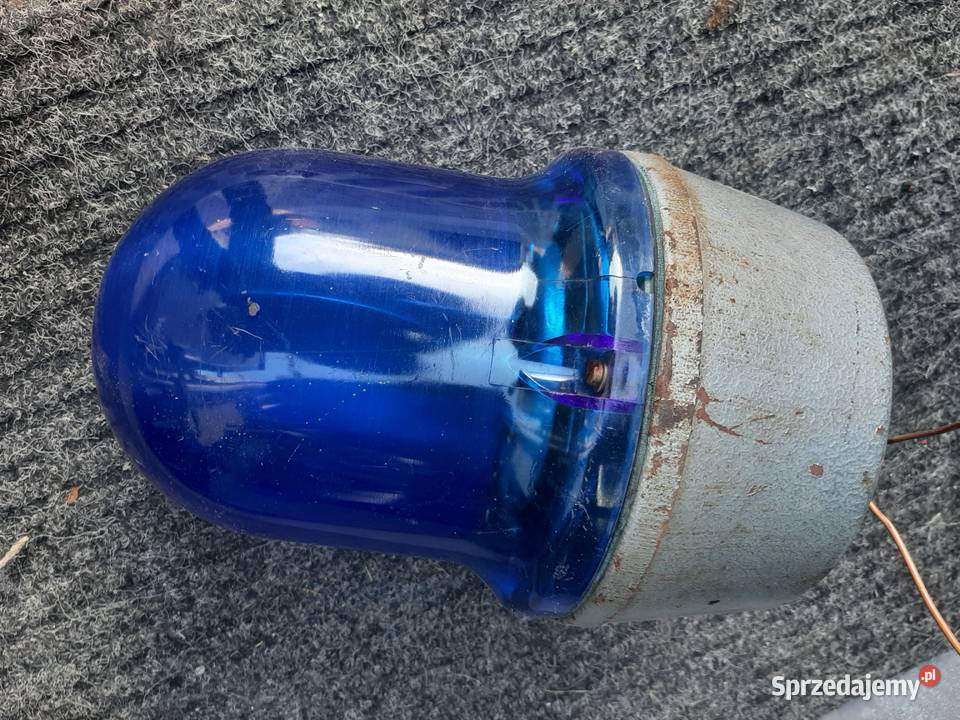 Kogut niebieski z PRLu Miłków