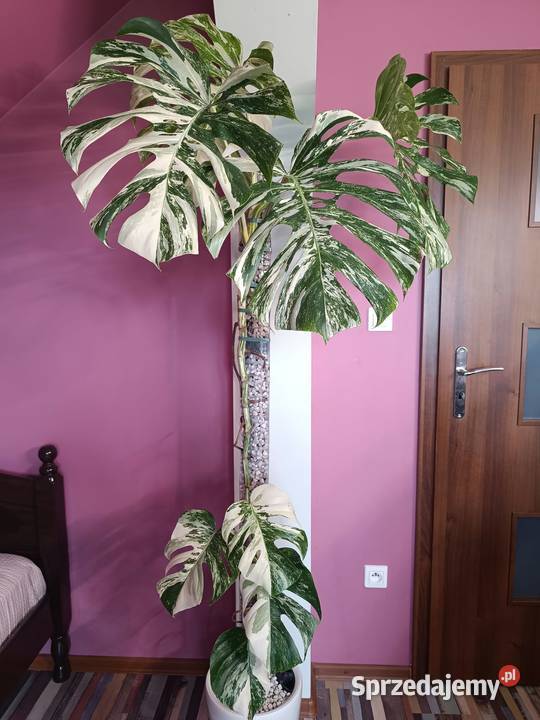 Monstera Albo variegata węzeł z korzeniami wet Kaźmierz