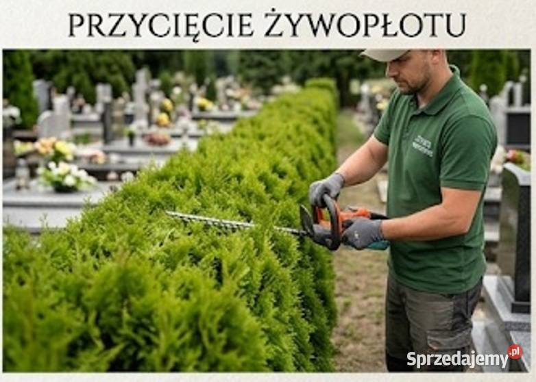 Przycięcie tui żywopłotu Cmentarz Działkowa dolnośląskie Wrocław