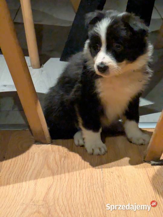 Border Collie Wołów sprzedam
