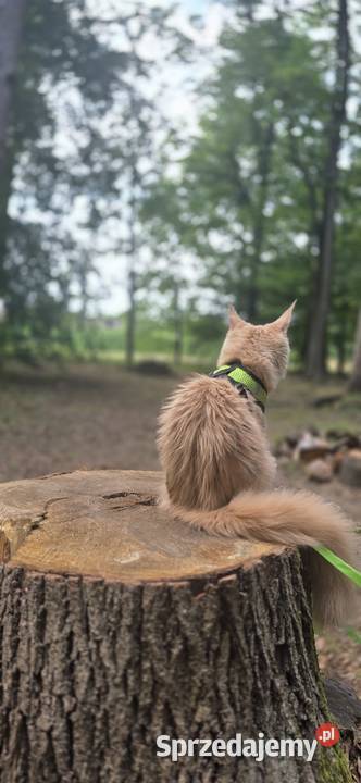 Maine coonkotka Maine Coon Kłodzko