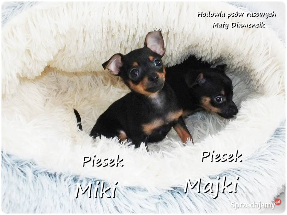 Mini Piesek Pinczer miniaturowy tzw Ratlerek Pozostałe Żary sprzedam
