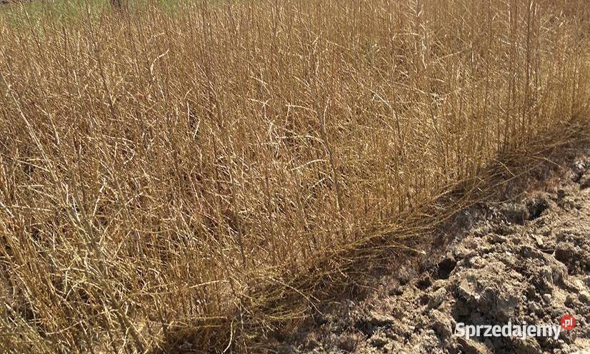 Sadzonki buka Buk pospolity na zalesienia 3 Liściaste podkarpackie Brzostek sprzedam