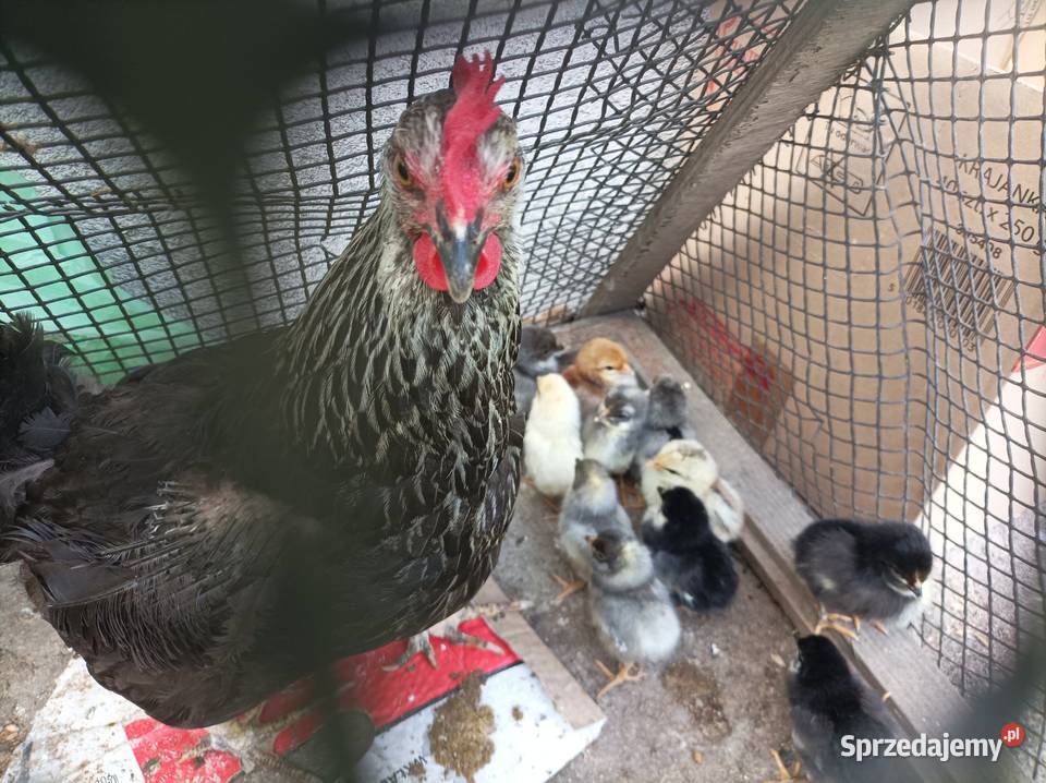 Kurczęta z kwoką Zakliczyn