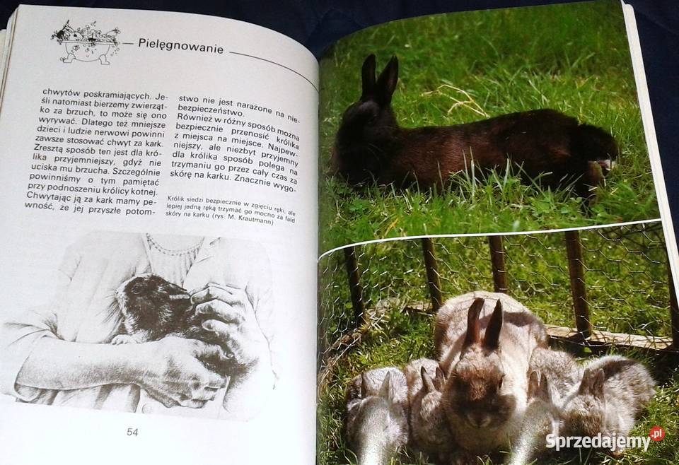 Królik miniaturowy Andrea Dieker Jutta Steinkamp sprzedam