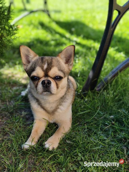 Krótkowłosy reproduktor chihuahua ZKwP FCI Chihuahua Świnoujście