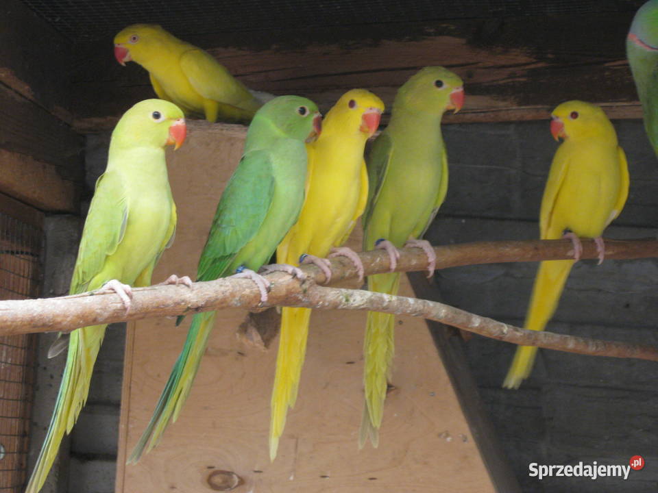 Aleksandretty Obrożne z 24 r różne kolory Luboń sprzedam