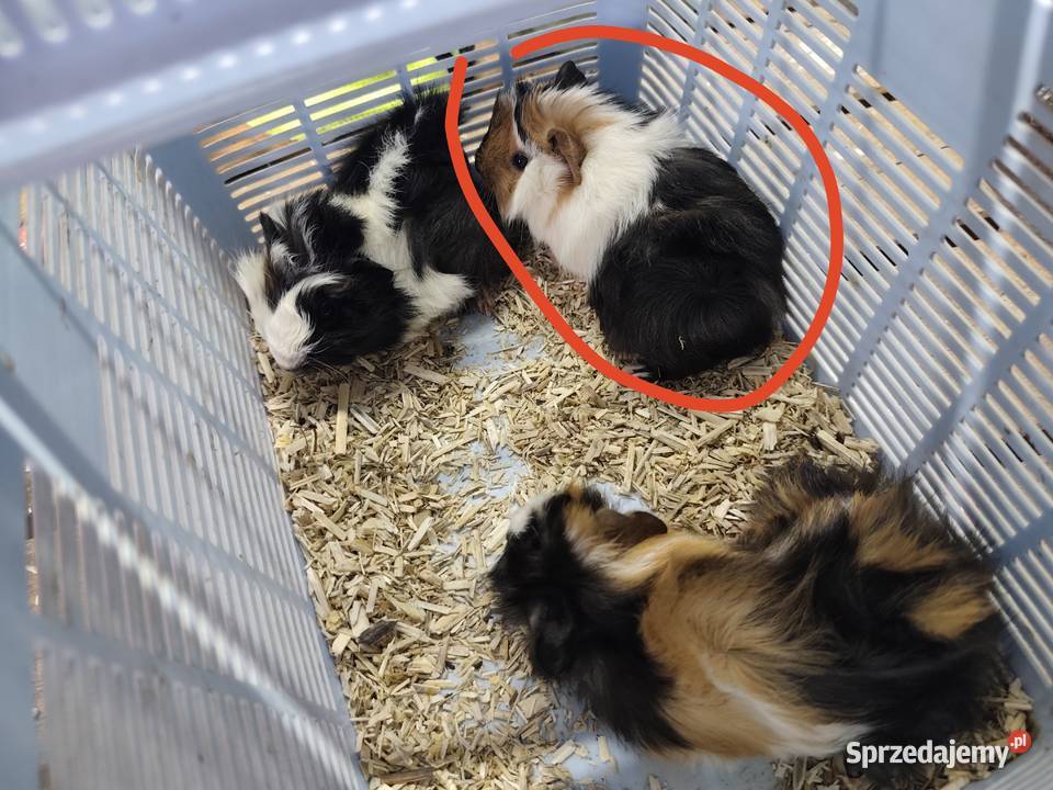 Świnki morskie samiec Gryzonie Dąbrowa Tarnowska