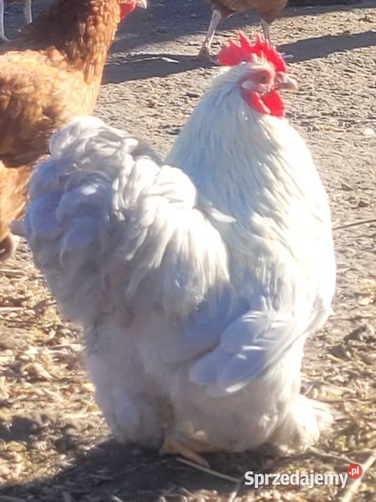 Jaja legowe Karzełek łapćiaty i Kohin mazowieckie Łosice