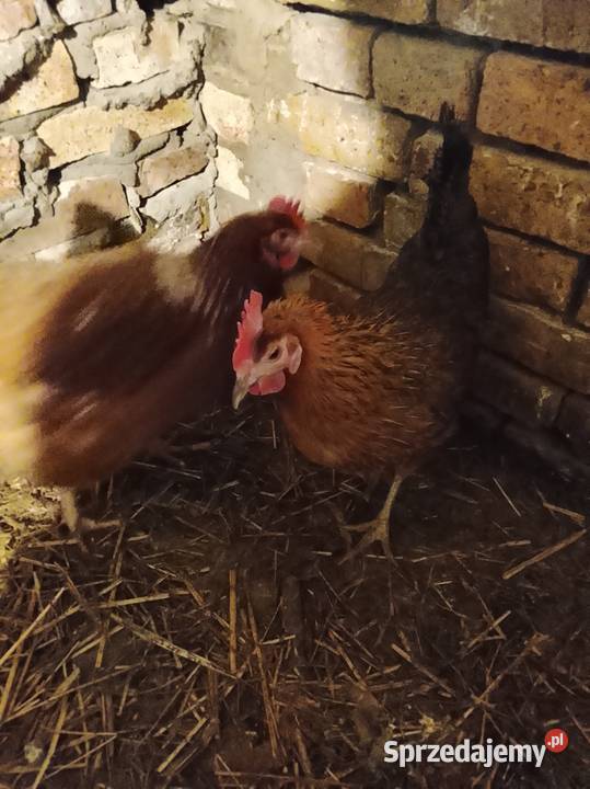 Zielononozki nioski Lubiszyn