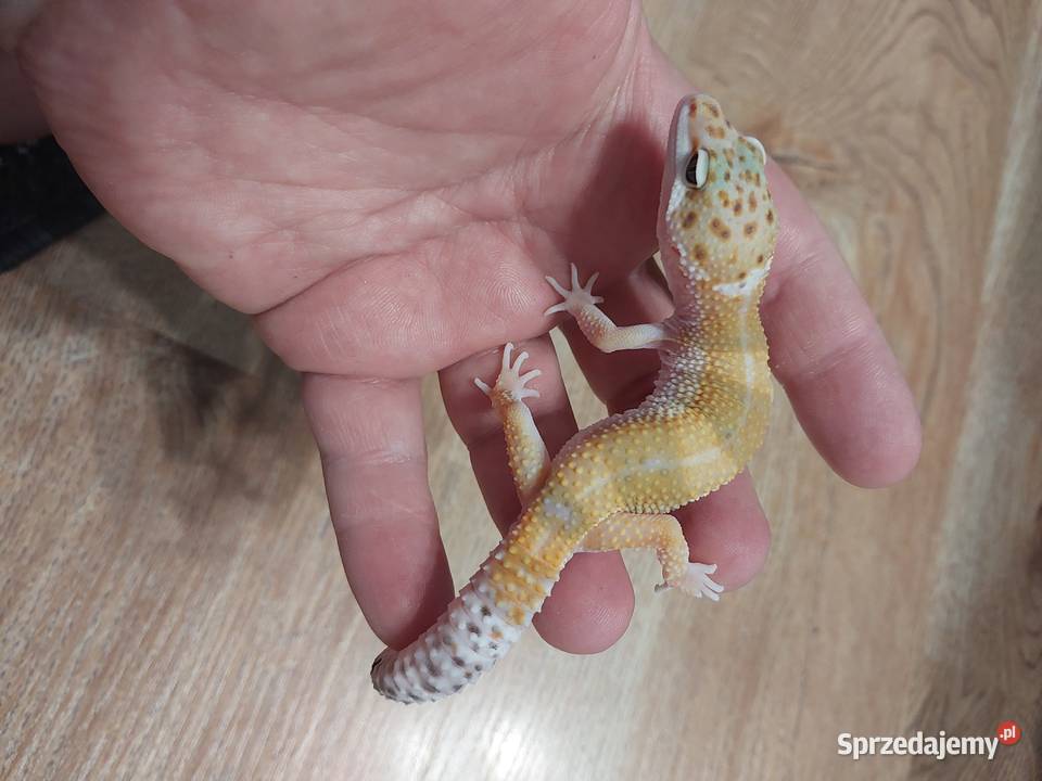 Gekony lamparcie Gady i płazy Reda