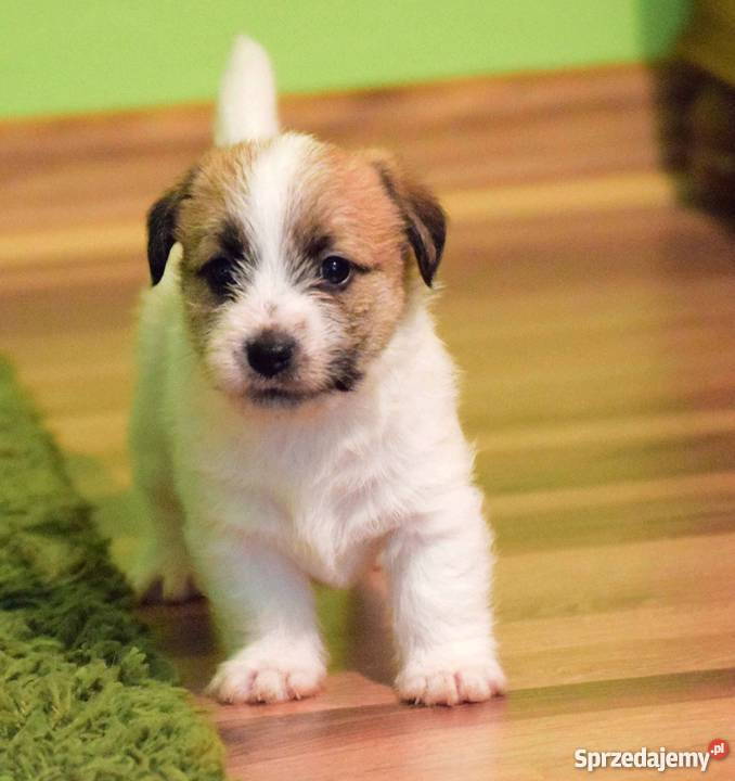 Jack Russell Terrier szczenięta z rodowodem ZKwP mazowieckie sprzedam