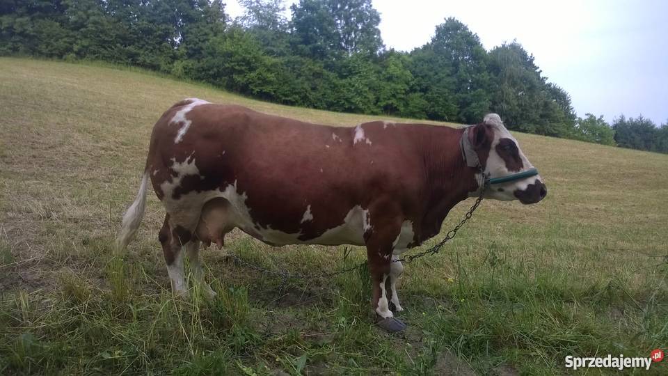 Krowa Dębica sprzedam