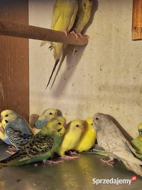 Piękne papuzki faliste i tęczowe Ptaki