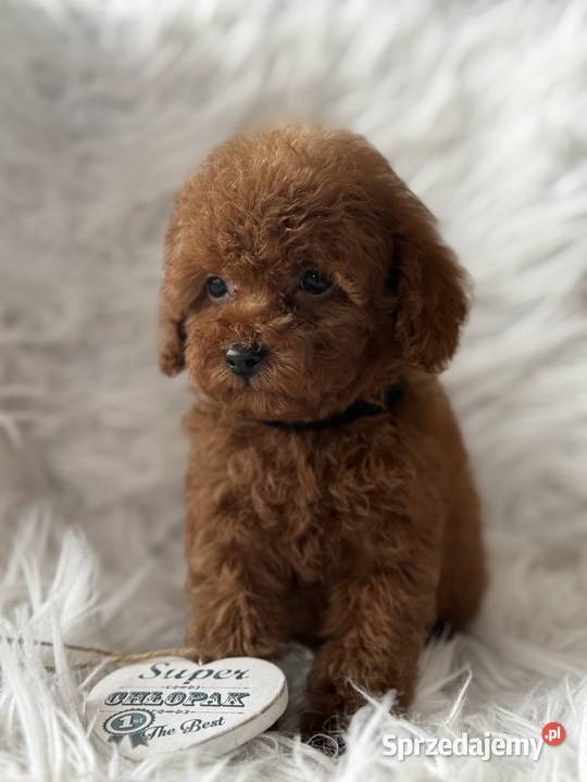 Pudel Toy piesek Polanka Wielka