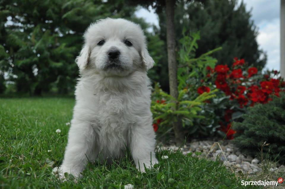 Owczarek podhalański ZkwP FCI szczeniaki Nałęczów