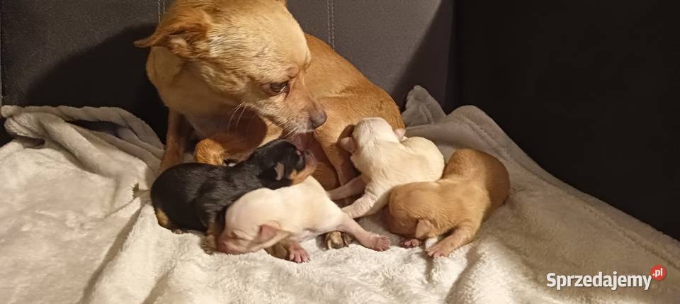 Szczenięta ratlerki