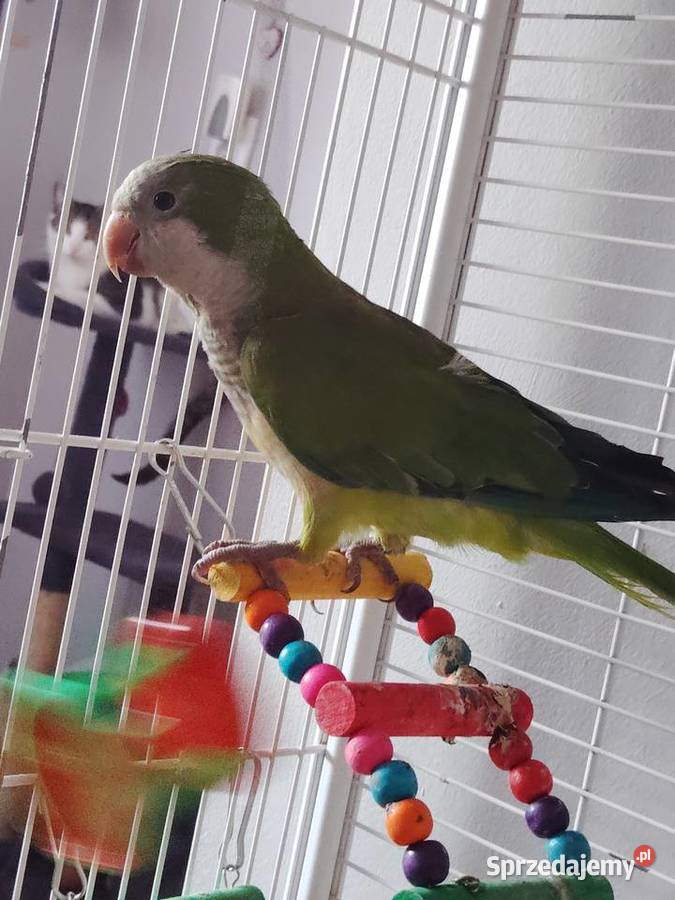 Mnicha Zwierzęta Chełmce