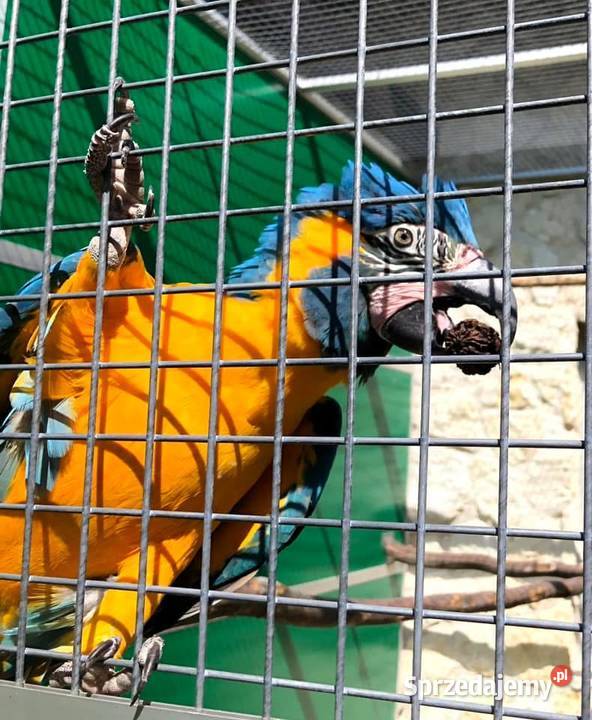 Ary szafirowe glaucogularis Kraków sprzedam