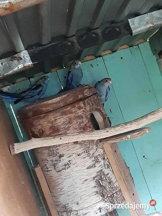Rozelle bladogłowe Ptaki małopolskie Skała