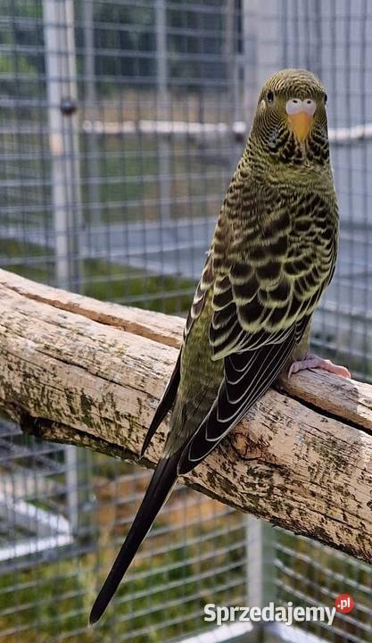 papużka falista blackface Wrocław