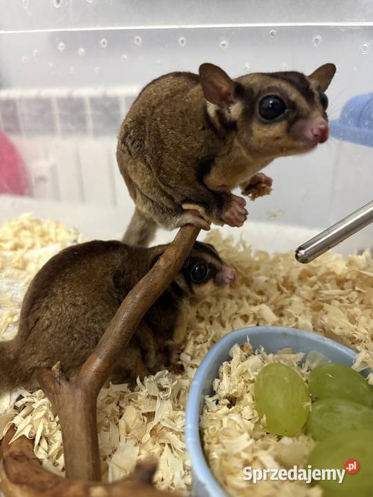 Lotopałanka Lotopałanki wiewiórka dorosła para Poznań sprzedam