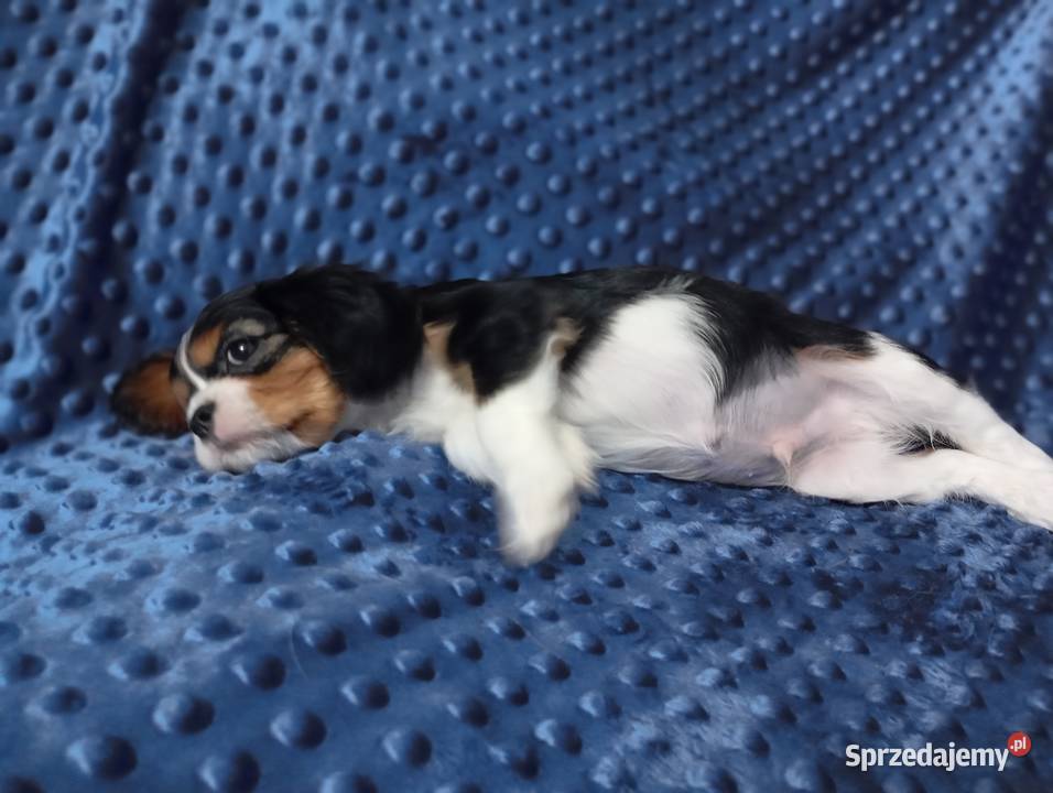 Cavalier King Charles Spaniel FCI Cavalier King Charles Spaniel Będzin