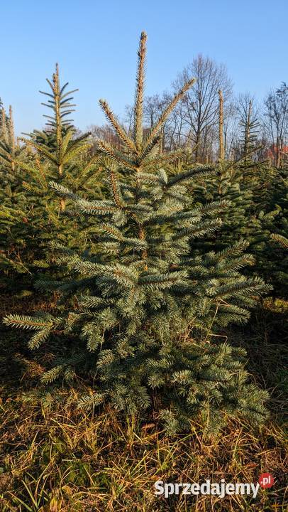 Świerk Srebrny Drzewka Choinki Świąteczne Dobrzyń nad Wisłą