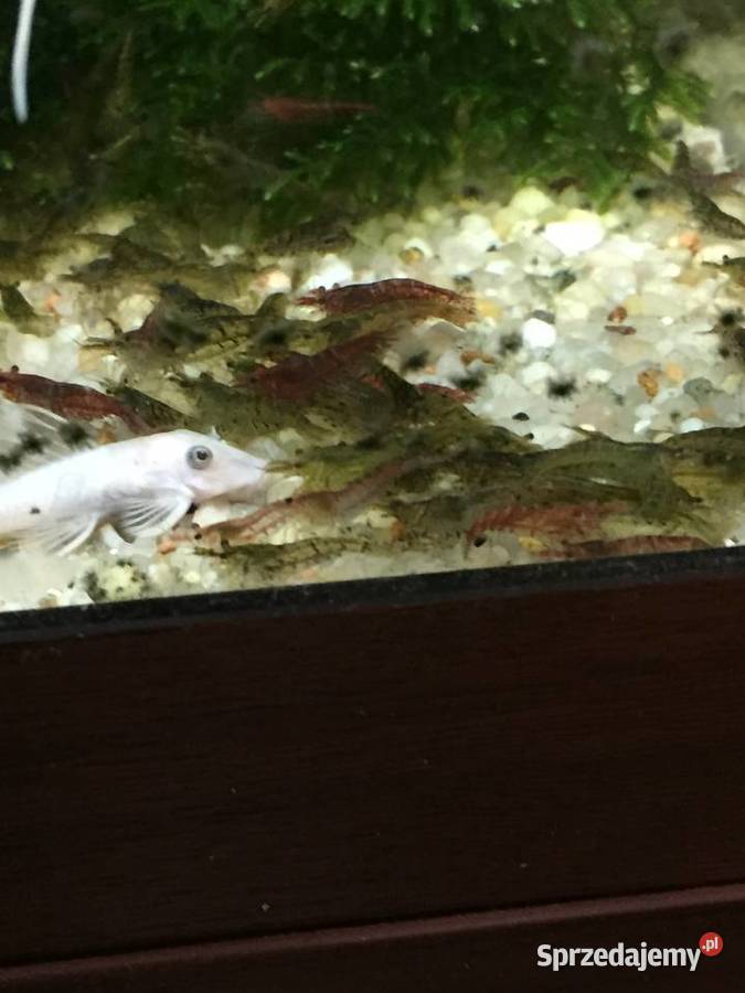 Mech Java moss Gorzów Wielkopolski