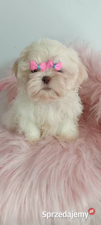 Przepiękna biała suczka rasy ShihTzu Shih Tzu Namysłów