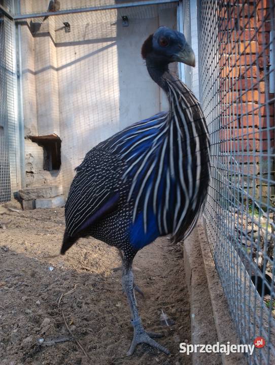 Perlice sępię ptaki egzotyczne Dubin