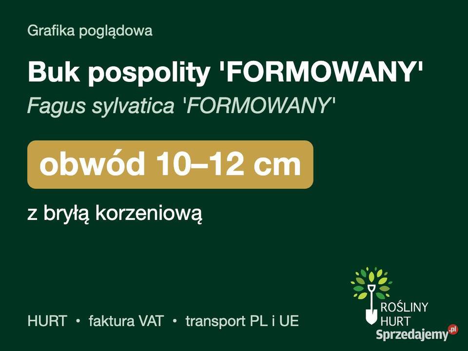 Buk pospolity FORMOWANY obwód 1012 z bryłą HURT Liściaste
