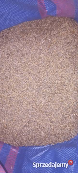 Jęczmień przesiany czyszczony małopolskie