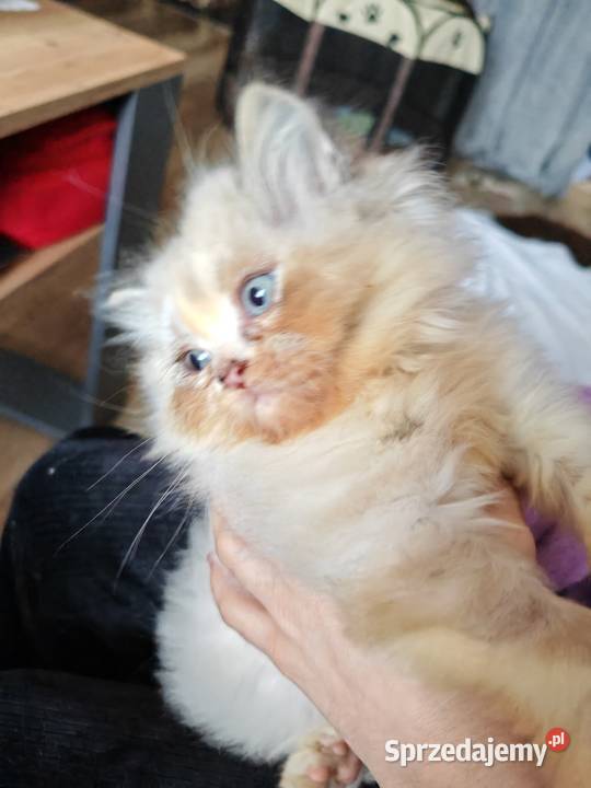 Pers Persy kot kotka Perski mazowieckie Warszawa