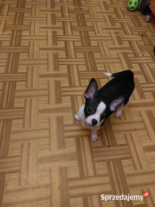 Piesek chihuahua biało czarny Chihuahua