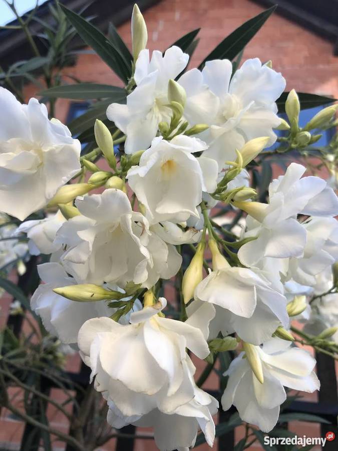 Sadzonki oleander Brzeźnica