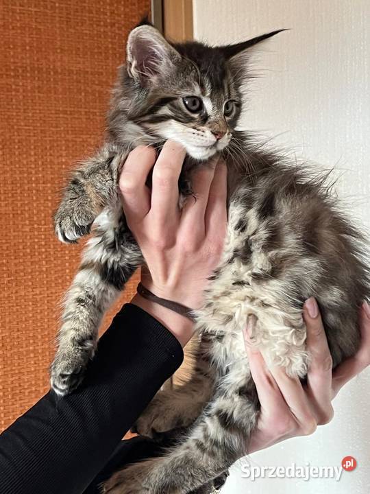Maine Coon kocięta Maine Coon wielkopolskie Kalisz