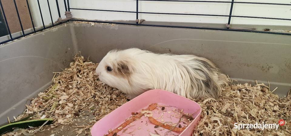 Sprzedam młodego samczyk świnki morskiej Gdynia